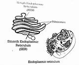 Reticulum Endoplasmic sketch template
