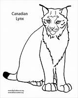 Lynx Coloring Pages Canadian Animal Printable Coloringbay Color Getcolorings Popular Unbelievable Onlycoloringpages sketch template