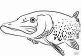 Pike Coloring Fish Pages Coloringbay Drawing sketch template