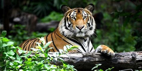 caracteristicas del tigre