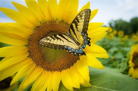 Sunflower 3737776 640 Butterfly July 2020 Pixabay Tahoma