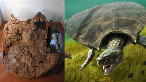 meet stupendemys geographicus  largest turtle     earth