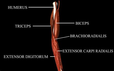 medically accurate elbow joint model