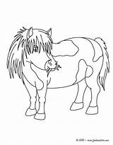 Mewarnai Coloring Poni Kuda Poney Shetland Hellokids Ponis Reales Ponies Paud Ausmalen Jedessine Macam Berbagai Gemerkt Línea sketch template