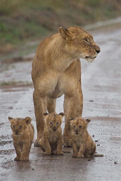 check   lion cubs amazing photo   day dottech