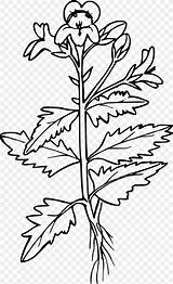 Mustard Parable Openclipart Penstemon Plant sketch template