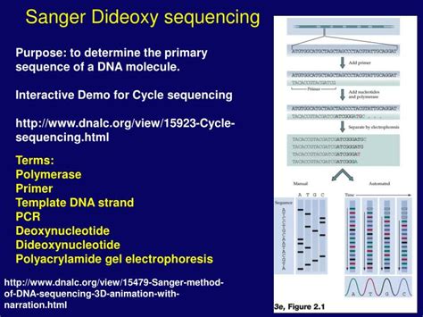 sanger dideoxy sequencing powerpoint