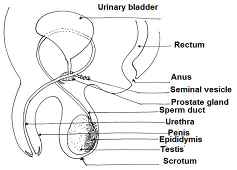 Male Anatomy Diagram Side View Male Reproductive Anatomy Saint Luke S