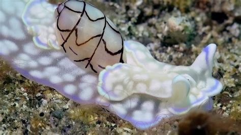 mesmerising rare sea snail doovi