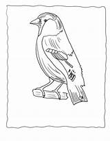 Coloring Bird Realistic Pages Clipart Popular Library Coloringhome Line sketch template
