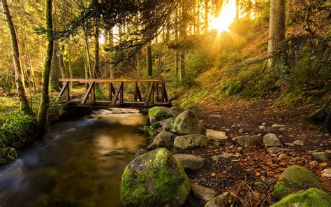 Forest Trees Creek Trail Bridge Stones Sun Rays