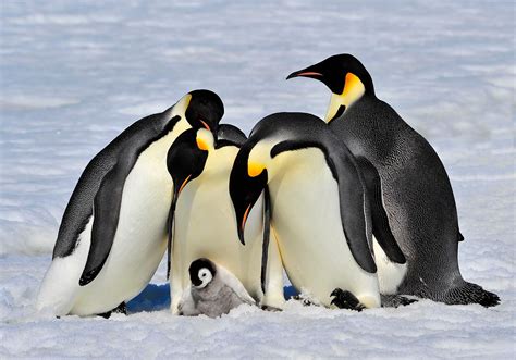 emperor penguins  threatened study recommends special protection