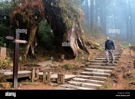 alishan national scenic area  res stock photography  images alamy