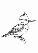 Kingfisher Belted Bird Designlooter Woodpecker sketch template