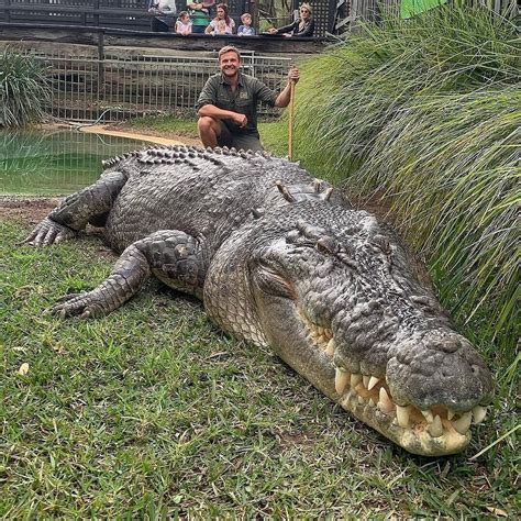 absolute size   beast   saltwater crocodile