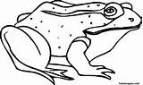 Frog Coloring Printable Pages Kids Frogs Sick Animal Clipart Print Colouring Color Library Clip Homepage Getdrawings Popular sketch template