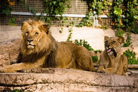 vier leeuwen  dierentuin barcelona testen positief op coronavirus nrc