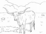 Coloring Longhorn Texas Pages Cow Drawing Printable Baby Color Cattle Flag Angus Longhorns Supercoloring Dairy Kids China Pig Drawings Ausmalbild sketch template