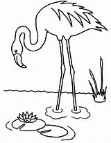 Flamingo Flamand Animal Coloriage sketch template