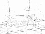 Hamster Coloring Realistic Pages Getcolorings Dwarf Getdrawings sketch template