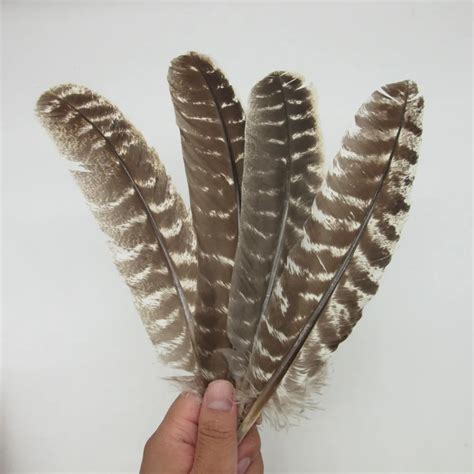 wholesale real natural eagle feathers    cmtop quality