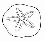 Sand Dollar Coloring Clipart Pages Sea Shell Seashells Clam Printable Drawing Clip Shells Seashell Ocean Outline Template Cliparts Kids Life sketch template