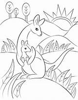 Kangaroo Coloring Colouring Pages Printable Clipart Museprintables Animal Webstockreview sketch template