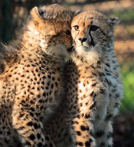 cheetah beekse bergen jna safi kok flickr