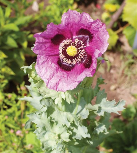 Opium Poppy Description Drugs And Seeds Britannica