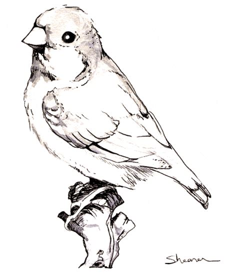 zebra finch coloring page animals town animals color sheet zebra