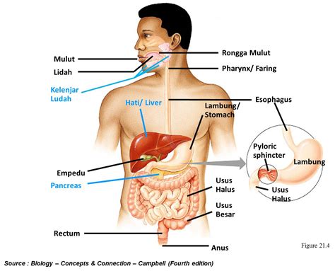 anatomi fisiologi manusia