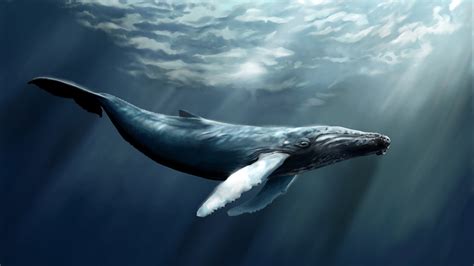 wallpaper whale sea ocean water underwater diving art rays