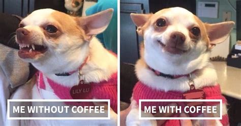 15 Tweets That People Who Can’t Live Without Coffee Will Understand