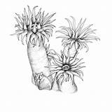Sea Anemone Drawing Anemones Sketch Clipart School Drawings Wesley Intermediate Alex Sketches Ink Getdrawings Plants Clipground Paintingvalley Deep Animal sketch template