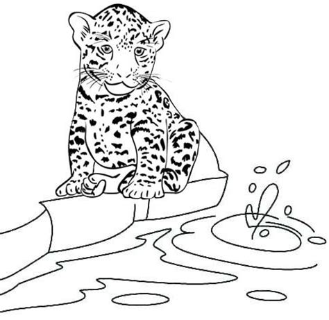 forest coloring pages zoo coloring pages coloring pages  kids