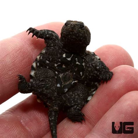 baby florida snapping turtles chelydra serpentina  sale