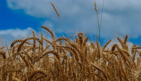 wheat fibre  alternative ecological material maikii