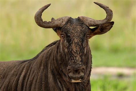 photo  wynand uys  unsplash animal wildebeest gnu wildlife