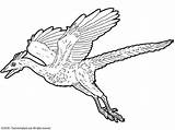 Dinosaure Archaeopteryx Dinosaurios Velociraptor Dinossauros Arqueopterix Volador Colorier Microraptor Tresor Momes Dinosaurs Fargelegg Drager Tegneark Volant Dyr Imprimé Fois Olphreunion sketch template