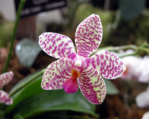 fotos de orquideas florpediacom