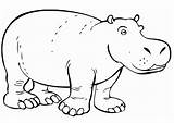 Coloring Hippopotamus Printable Pages sketch template