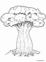 Coloring Tree Baobab Pages Oak Elm Trees Getcolorings Printable Getdrawings Pngkit sketch template