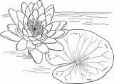 Lily Coloring Printable Pad Pages Coloringme Water Outline Lilies sketch template
