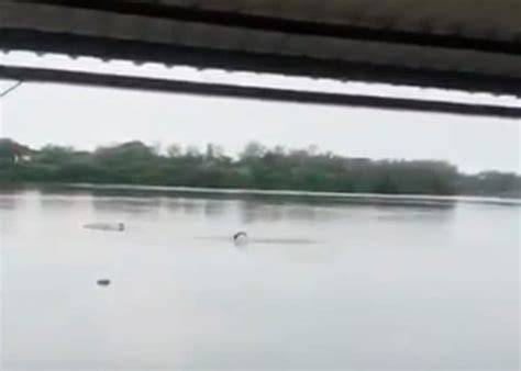 【閲覧注意】ワニがいる湖でワニと「水泳勝負」した男性はこうなりました（動画あり） ポッカキット