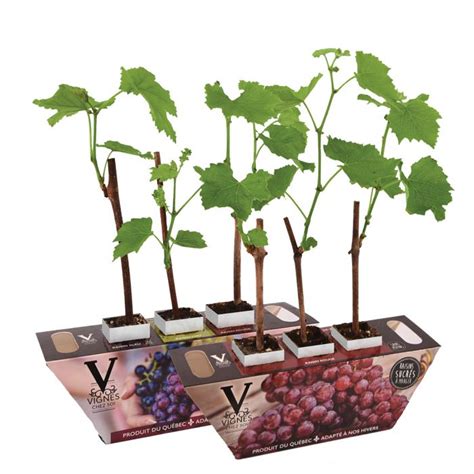 seedless grape vines patrick morin
