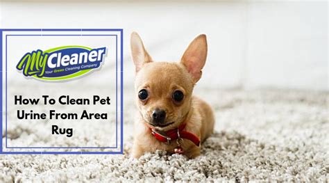 clean pet urine  area rug
