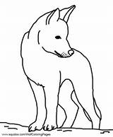 Dingo Mammals Aboriginal Hubpages Dingoes sketch template