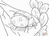Coloring Pages Ladybug Realistic Ladybugs Printable Print Kids Coloring4free Fly Ready Drawing Main Butterfly Super sketch template