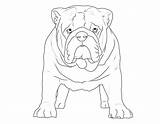 Ausmalbilder Bulldogge Englische Ausdrucken Hund Malen Drucken sketch template