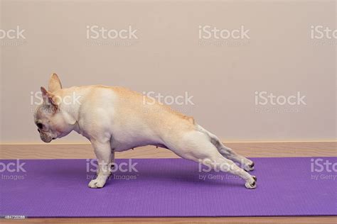 french bulldog  yoga pose plank stock photo  image  istock